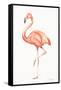 Flamingo Duo II-Tiffany Hakimipour-Framed Stretched Canvas