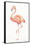 Flamingo Duo II-Tiffany Hakimipour-Framed Stretched Canvas