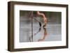 Flamingo Eating in the Galapagos Islands, Ecuador-Karine Aigner-Framed Photographic Print