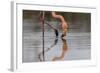 Flamingo Eating in the Galapagos Islands, Ecuador-Karine Aigner-Framed Photographic Print