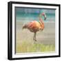 Flamingo Fancy I-null-Framed Art Print