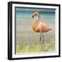 Flamingo Fancy II-null-Framed Art Print