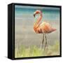 Flamingo Fancy II-null-Framed Stretched Canvas