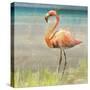 Flamingo Fancy II-null-Stretched Canvas