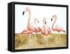 Flamingo Flock II-Michael Willett-Framed Stretched Canvas