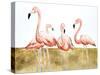Flamingo Flock II-Michael Willett-Stretched Canvas