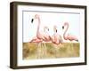 Flamingo Flock II-Michael Willett-Framed Art Print