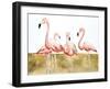 Flamingo Flock II-Michael Willett-Framed Art Print