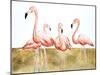 Flamingo Flock II-Michael Willett-Mounted Art Print