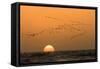 Flamingo Flock in Flight at Sunset over the Atlantic-null-Framed Stretched Canvas