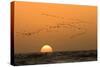 Flamingo Flock in Flight at Sunset over the Atlantic-null-Stretched Canvas