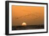 Flamingo Flock in Flight at Sunset over the Atlantic-null-Framed Photographic Print