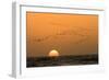 Flamingo Flock in Flight at Sunset over the Atlantic-null-Framed Photographic Print