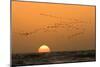 Flamingo Flock in Flight at Sunset over the Atlantic-null-Mounted Photographic Print