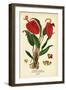 Flamingo Flower, Anthurium Scherzerianum. Chromolithograph from an Illustration by Desire Bois From-Désiré Georges Jean Marie Bois-Framed Giclee Print