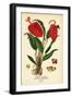 Flamingo Flower, Anthurium Scherzerianum. Chromolithograph from an Illustration by Desire Bois From-Désiré Georges Jean Marie Bois-Framed Giclee Print