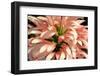 Flamingo Flower-Herb Dickinson-Framed Photographic Print