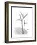 Flamingo Gray-Albert Koetsier-Framed Premium Giclee Print