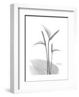 Flamingo Gray-Albert Koetsier-Framed Premium Giclee Print