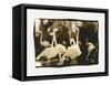 Flamingo Group-Theo Westenberger-Framed Stretched Canvas