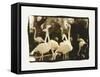 Flamingo Group-Theo Westenberger-Framed Stretched Canvas