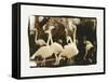 Flamingo Group-Theo Westenberger-Framed Stretched Canvas
