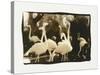 Flamingo Group-Theo Westenberger-Stretched Canvas