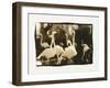 Flamingo Group-Theo Westenberger-Framed Photographic Print