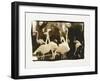 Flamingo Group-Theo Westenberger-Framed Photographic Print