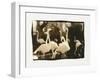 Flamingo Group-Theo Westenberger-Framed Photographic Print