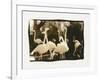 Flamingo Group-Theo Westenberger-Framed Photographic Print