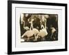 Flamingo Group-Theo Westenberger-Framed Photographic Print