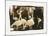 Flamingo Group-Theo Westenberger-Mounted Photographic Print