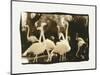 Flamingo Group-Theo Westenberger-Mounted Photographic Print