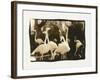 Flamingo Group-Theo Westenberger-Framed Photographic Print