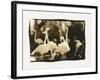 Flamingo Group-Theo Westenberger-Framed Photographic Print