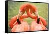 Flamingo Hug-Lantern Press-Framed Stretched Canvas