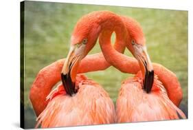 Flamingo Hug-Lantern Press-Stretched Canvas