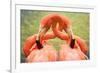 Flamingo Hug-Lantern Press-Framed Premium Giclee Print