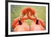 Flamingo Hug-Lantern Press-Framed Premium Giclee Print