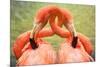 Flamingo Hug-Lantern Press-Mounted Premium Giclee Print