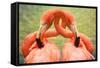 Flamingo Hug-Lantern Press-Framed Stretched Canvas