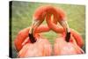 Flamingo Hug-Lantern Press-Stretched Canvas