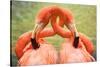 Flamingo Hug-Lantern Press-Stretched Canvas