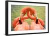 Flamingo Hug-Lantern Press-Framed Art Print