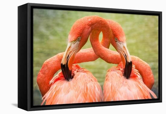 Flamingo Hug-Lantern Press-Framed Stretched Canvas