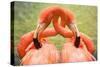 Flamingo Hug-Lantern Press-Stretched Canvas