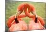 Flamingo Hug-Lantern Press-Mounted Art Print