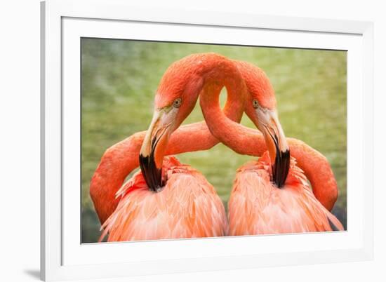 Flamingo Hug-Lantern Press-Framed Art Print