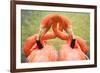 Flamingo Hug-Lantern Press-Framed Art Print